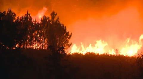 Forest fire at night Video stock 1060865