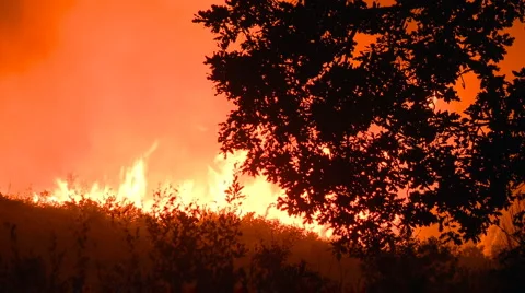 Forest fire at night Stock Footage 1060880