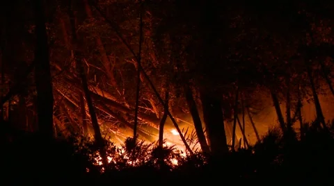 Forest fire at night Stock Footage 7902310