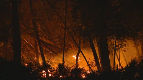 Forest fire at night Stock Footage 22773001