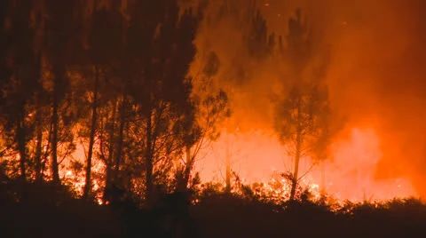 Forest fire at night Stock Footage 22773532