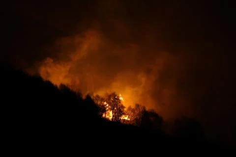 Forest fire at night Stock Photos