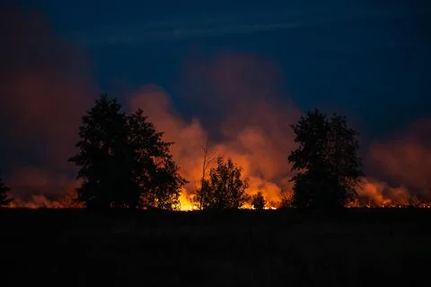 Forest fire on night Stock Photos