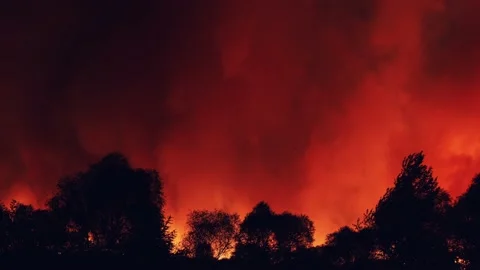 Forest fire at night, wildfire after dry summer season, burning nature in Russia Stock Footage 139989887