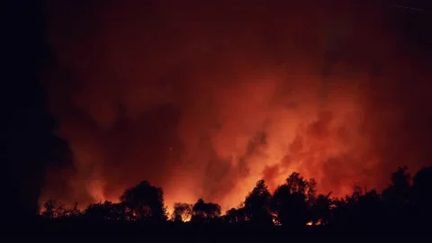 Forest fire at night, wildfire after dry summer season, burning nature Stock Footage 140059908