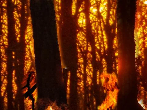 Forest Fire at Night. Wildfire burning forest trees in silhouette. Stock Photos