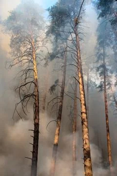 Forest fire Foto stock