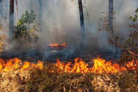 Forest fire Foto stock