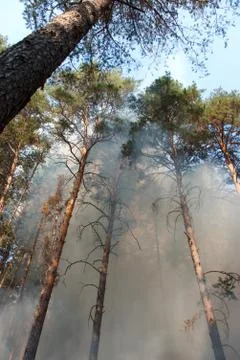 Forest fire Foto stock