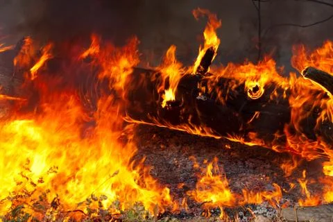 Forest fire Foto stock