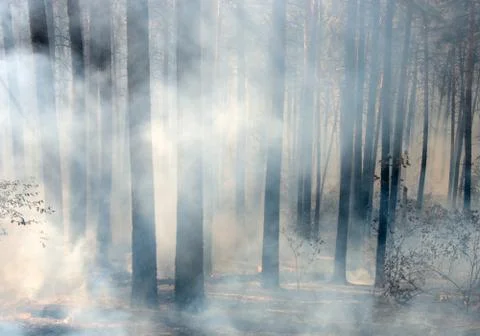 Forest fire Foto stock