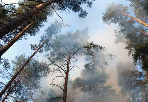 Forest fire Foto stock