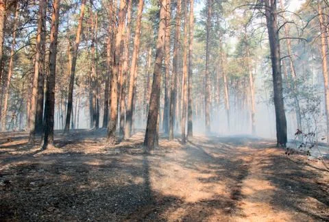 Forest fire Foto stock