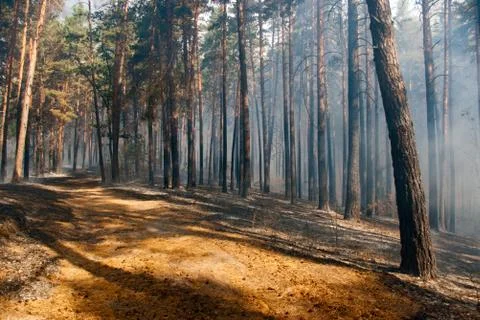 Forest fire Stock-Fotos