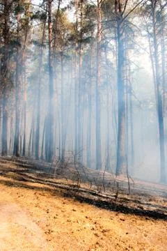 Forest fire Foto stock