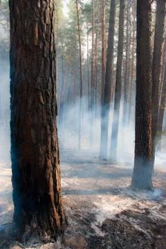 Forest fire Foto stock