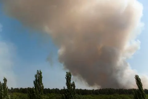 Forest fire Foto stock