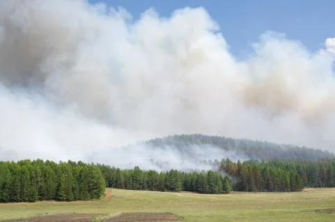 Forest fire Stock Photos