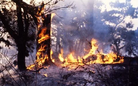 Forest Fire Stock Photos