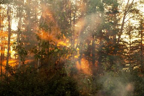 Forest fire Stock Photos