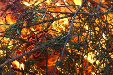 Forest fire Foto stock