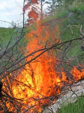 Forest fire Foto stock