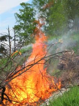 Forest fire Foto stock