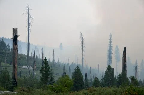 Forest fire Foto stock