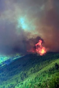 Forest fire Stock Photos