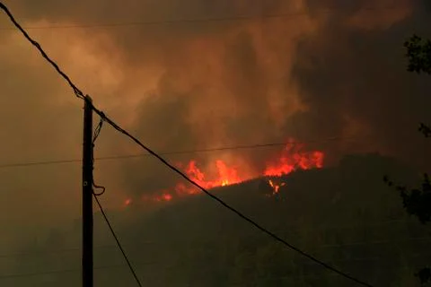 Forest fire Stock Photos