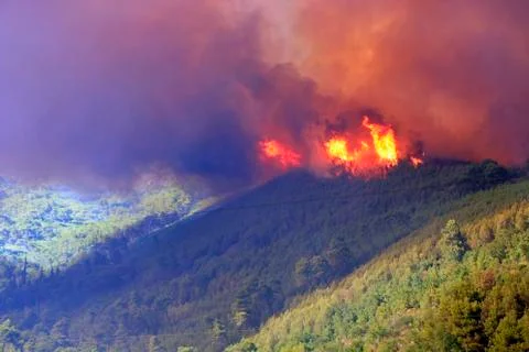 Forest fire Stock Photos