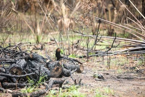 Forest fire Stock Photos