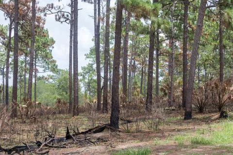 Forest fire Stock Photos