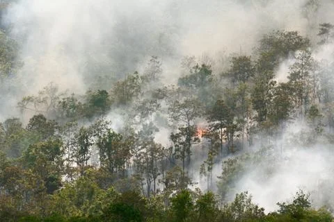 Forest fire Stock Photos