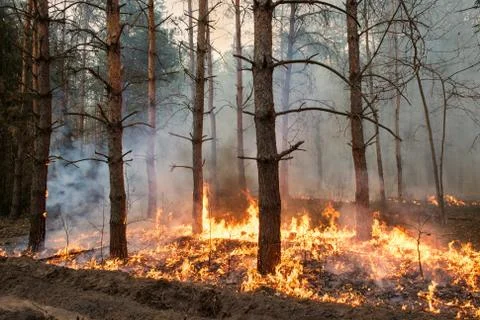 Forest fire Foto stock