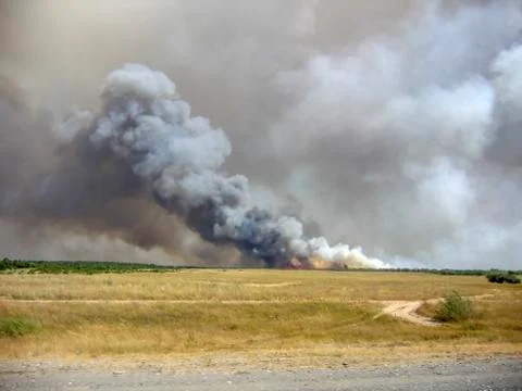 Forest fire Stock Photos