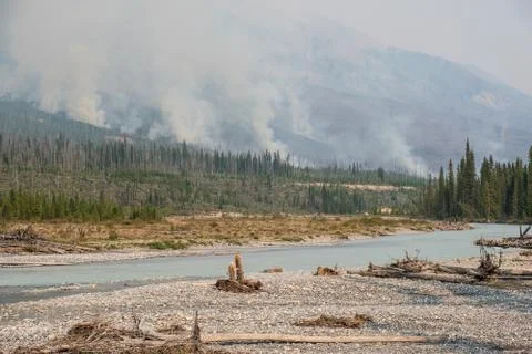 Forest fire Stock Photos