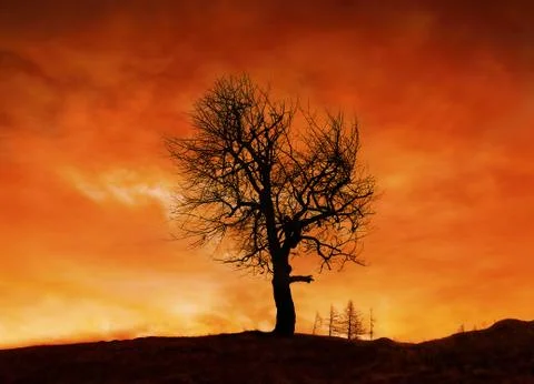 Forest fire Foto stock