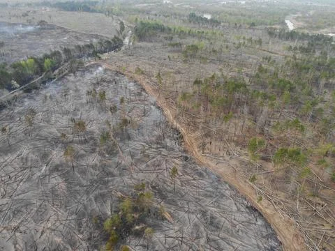 Forest fire Stock Photos