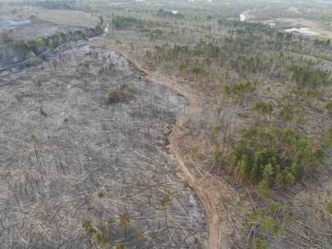 Forest fire Stock Photos