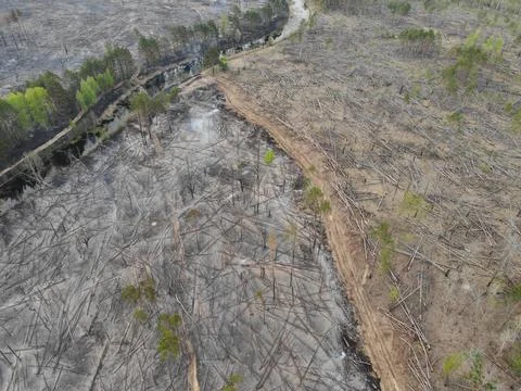 Forest fire Stock Photos