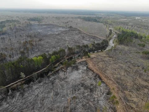 Forest fire Stock Photos