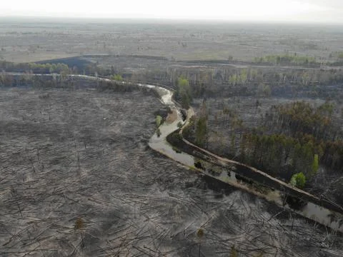 Forest fire Stock Photos