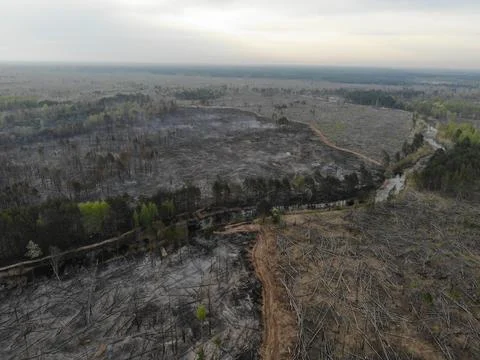 Forest fire Stock Photos
