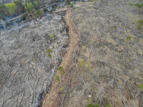 Forest fire Stock Photos