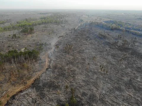 Forest fire Stock Photos