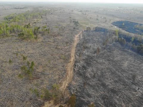 Forest fire Stock Photos