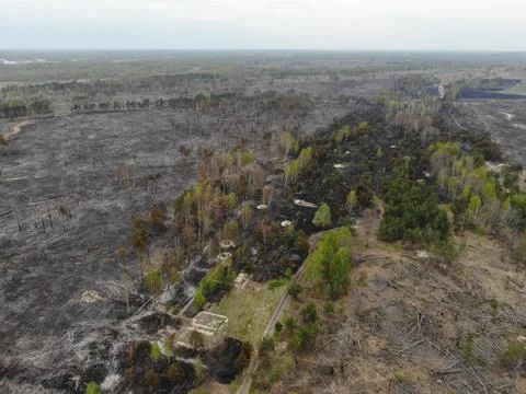 Forest fire Stock Photos