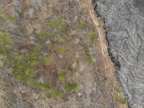 Forest fire Stock Photos