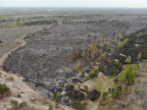 Forest fire Stock Photos